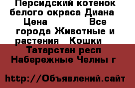 Персидский котенок белого окраса Диана › Цена ­ 40 000 - Все города Животные и растения » Кошки   . Татарстан респ.,Набережные Челны г.